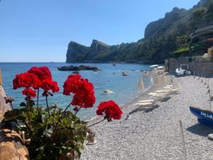a beach with red flowers on a rocky beach at L'Oblò in Massa Lubrense