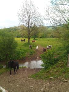 Gallery image of Ośrodek Jeździecki Tarpan latający Holender in Wysoczany