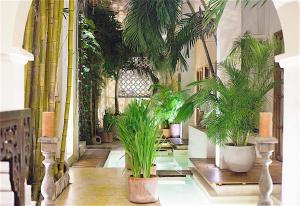 a hallway with potted plants in a building at Hotel Casa Lola Deluxe Gallery in Cartagena de Indias