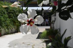una flor blanca con un centro rojo en una planta en Hostal Costa de la Luz, en Chipiona