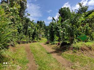 a dirt road in the middle of a banana plantation at EAST STAVANGER in Anaviratty