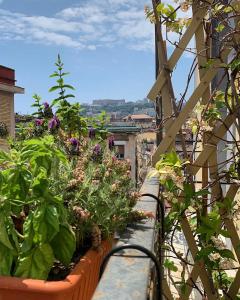 une bande de plantes en pots sur un balcon dans l'établissement B&B Tarumbò, à Naples