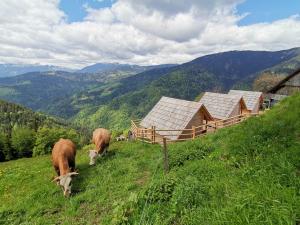 a group of cows grazing on a grassy hill at Farmstay&Glamping Visočnik in Ljubno