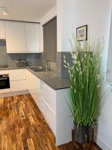 a kitchen with white cabinets and a potted plant at Causewayside in Edinburgh