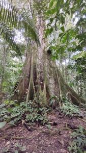 a large tree in the middle of a forest at Cabañas Awana in Río Arajuno +14 photos