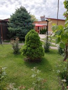 Zahrada ubytování Casa Cristian