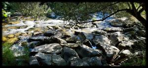 a stream of water with rocks and a tree at Mobil-home Beau Rivage in Gunsbach