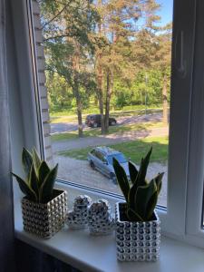 une fenêtre avec trois plantes en pot sur un rebord de fenêtre dans l'établissement VP APARTMENTS, à Sillamäe