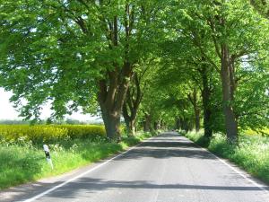 a road with trees on the sides of it at Ferienhaus Boddenhus in Middelhagen