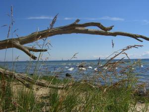 a tree laying on the beach near the water at Ferienhaus Boddenhus in Middelhagen +5 photos