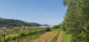 a field of vines with the ocean in the background at APARTMA NANA STRUNJAN in Portorož