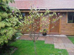 a small tree in the yard in front of a house at Manor Garden Lodge in Wirral