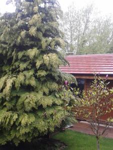 a large green tree in front of a house at Manor Garden Lodge in Wirral