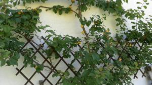 a fence with a tree with fruits on it at Landhaus Dersch in Thalgau