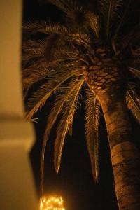 a palm tree with a candle in front of it at Villa delle Palme in Santa Marinella