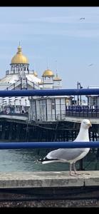 a seagull standing next to a blue railing with a pier at Gyves House in Eastbourne