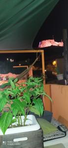 Fotografia z galérie ubytovania La Casita de Celia v Alicante