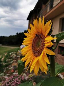 Φωτογραφία από το άλμπουμ του Пиргуля σε Miladinowzi