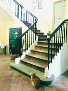 un gato sentado en el suelo junto a una escalera en Le Domaine de Villespy, en Villespy