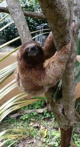 Altri animali domestici presso l'appartamento o nei dintorni