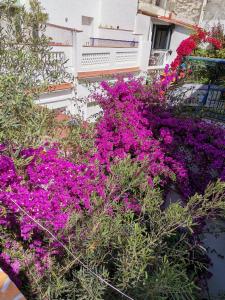 Une bande de fleurs violettes devant un bâtiment dans l'établissement La villa Mektoub, à Badalona