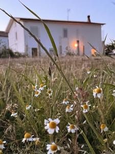 a field of flowers with a house in the background at La Casa Degli Artisti in Montegiorgio