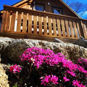 um ramo de flores cor-de-rosa em frente a uma casa em Chałupy Pod Lipami em Szklarska Poręba