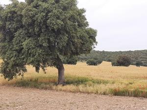 Príroda v okolí of the country house