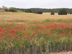 Príroda v okolí of the country house