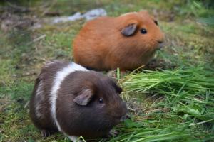 zwei braune und weiße Hamster sitzen im Gras in der Unterkunft Penzion Ida in Lenora