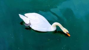 a white swan swimming in the water at 7 Heaven in Eichenberg