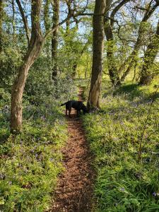 Un chat noir se promène sur un chemin dans les bois dans l'établissement Old Gloucester Road farm bed and breakfast, à Bristol