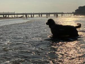 un chien assis dans l'eau à la plage dans l'établissement Liberty, à Blankenberge
