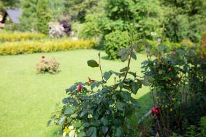 A garden outside Villa Forellenweg