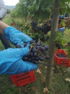 a person in blue gloves holding a bunch of grapes at Alba Morus Bed e Breakfast sentiti a casa nel cuore della Toscana in Arezzo