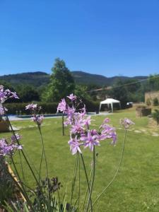 un montón de flores púrpuras en un campo con un cenador en Alba Morus Bed e Breakfast sentiti a casa nel cuore della Toscana, en Arezzo