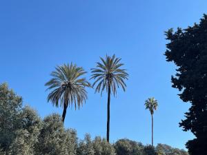 ローマにあるコロッセオ ガーデンズ マイ エクストラ ホームの青空に対する三本のヤシの木