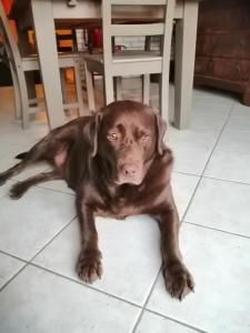 um cão castanho deitado no chão ao lado de uma cadeira em Grande Chambre d'Hôte proche Disneyland et Parc des Félins em Guérard