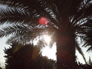 サンタ・マリア・デル・フォカッロにあるProfumo Di Siciliaの背後に太陽が輝くヤシの木