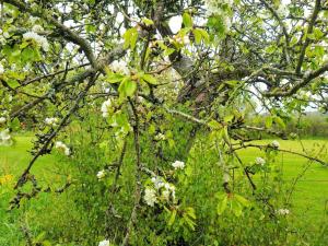 un albero con fiori bianchi in un campo di 8 person holiday home in HOVA a Hova