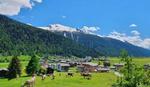 un allevamento di cavalli che pascolano in un prato con una montagna di Chalet Breithorn- Perfect for Holiday with Amazing View! a Obergesteln