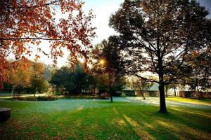 un parc avec un arbre au milieu d'un champ dans l'établissement Karibu Het Voorhuis 2 tot 6 persoons luxe slaapkamers met een mooie woonkeuken, à Daarle