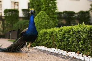 a peacock standing on the ground next to a hedge at The Grand Mark Prague - The Leading Hotels of the World in Prague