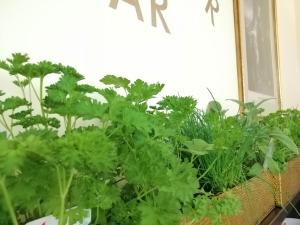 Zahrada ubytování Seehotel Grüner Baum