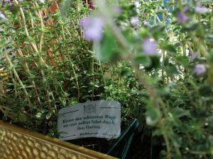 Zahrada ubytování Seehotel Grüner Baum
