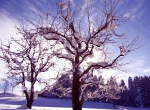 zwei schneebedeckte Bäume auf einem schneebedeckten Feld in der Unterkunft Ferienwohnung Gassoid in Fieberbrunn