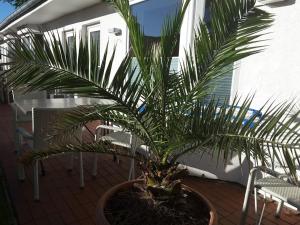 eine Palme in einem Topf auf einer Terrasse in der Unterkunft Strandidyll in Ückeritz