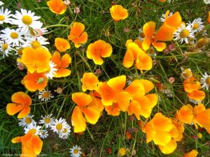 grupa pomarańczowych i żółtych kwiatów w trawie w obiekcie Cap'Houses Ker Marie Amélie w mieście Erquy