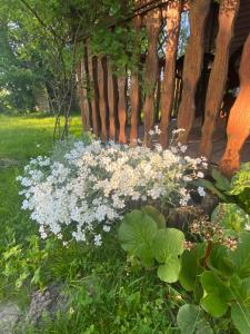 Gambar di galeri bagi Domek w sadzie na Mazurach di Stręgielek