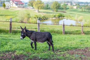 Zvieratá v ubytovaní bed & breakfast alebo blízkom okolí